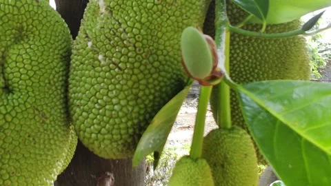 Bountiful Harvest: Close-Up of Ripe Jackfruit on Indonesian Tree. Slowmotion Vid Vidéo 248114924