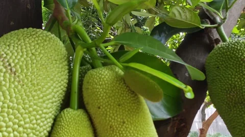 Bountiful Harvest: Close-Up of Ripe Jackfruit on Indonesian Tree. Slowmotion Vid Vidéo 248114939