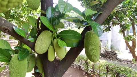 Bountiful Harvest: Close-Up of Ripe Jackfruit on Indonesian Tree. Slowmotion Vid Vidéo 248115023