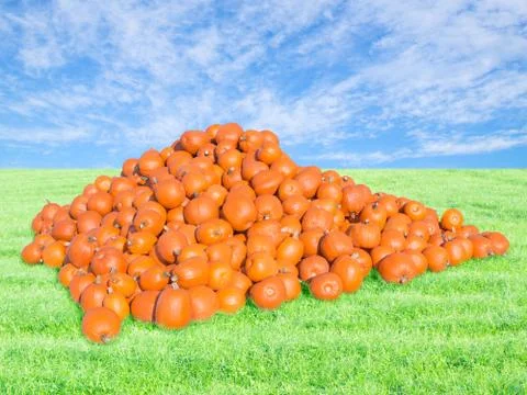 Bountiful harvest on pumpkin patch Stock Photos