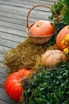 A bountiful harvest of pumpkins and gourds of various sizes. Stock Photos