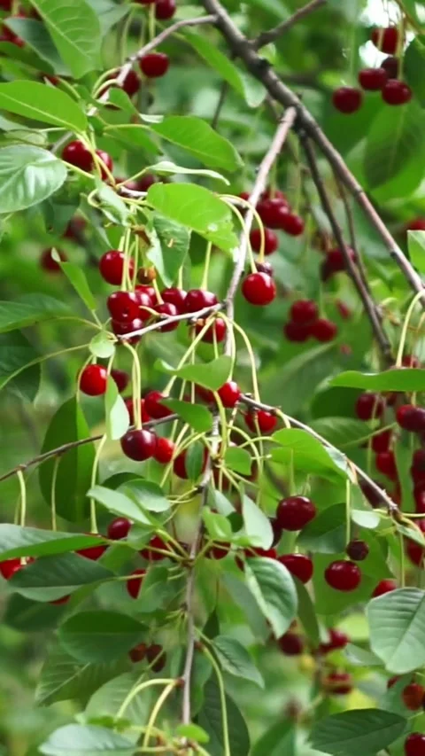 Bountiful Ripe Red Cherries Growing on Cherry Tree Branch Stock Footage 346639395