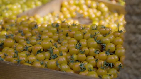 Bountiful Yellow Tomatoes Stock Footage 317781723