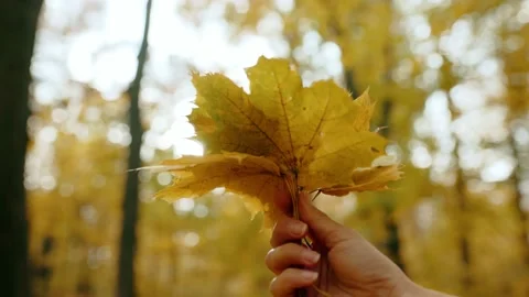 Bouquet of autumn multi-colored maple leaves in a female hand Stock Footage 218379325
