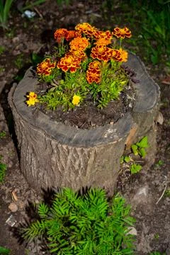 A bouquet of beautiful street flowers, in a pot from the stump. Stock Photos