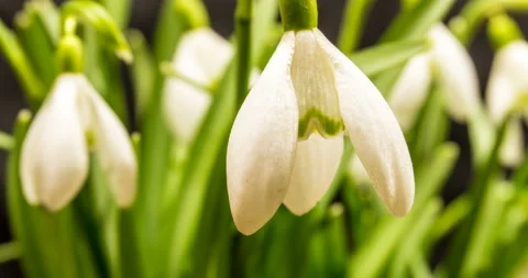 Bouquet of blooming galantus, time lapse, macro Stock Footage 108562653