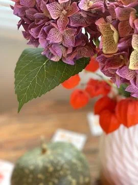 Bouquet of blooming hydrangea and physalis in vase, pumpkin for Halloween Stock Photos