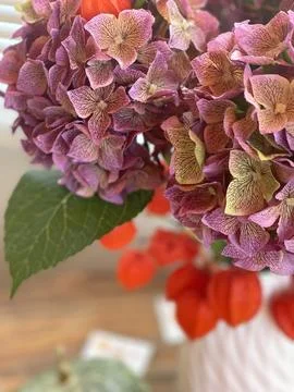 Bouquet of blooming hydrangea and physalis in vase. Copy space for text. Autumn Stock Photos