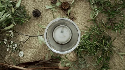 Bouquet of branches and eucalyptus leaves. Close-up of female hands picking a Stock-Footage 124861608