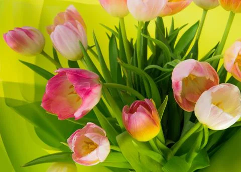 Bouquet of bright multi-colored spring tulips on a white background. Stockfoto's