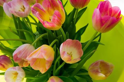 Bouquet of bright multi-colored spring tulips on a white background. Foto stock