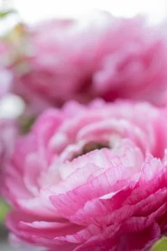 Bouquet of bright pink ranunculus macro closeup Stock Photos