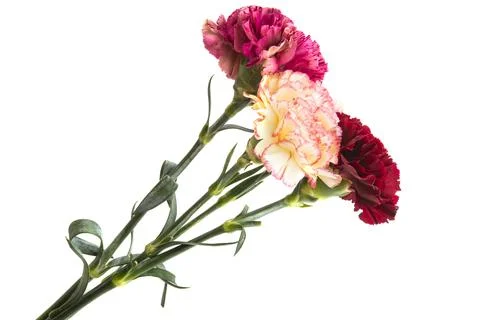 Bouquet of carnations isolated Stock Photos