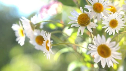 A bouquet of chamomile closeup Stock Footage