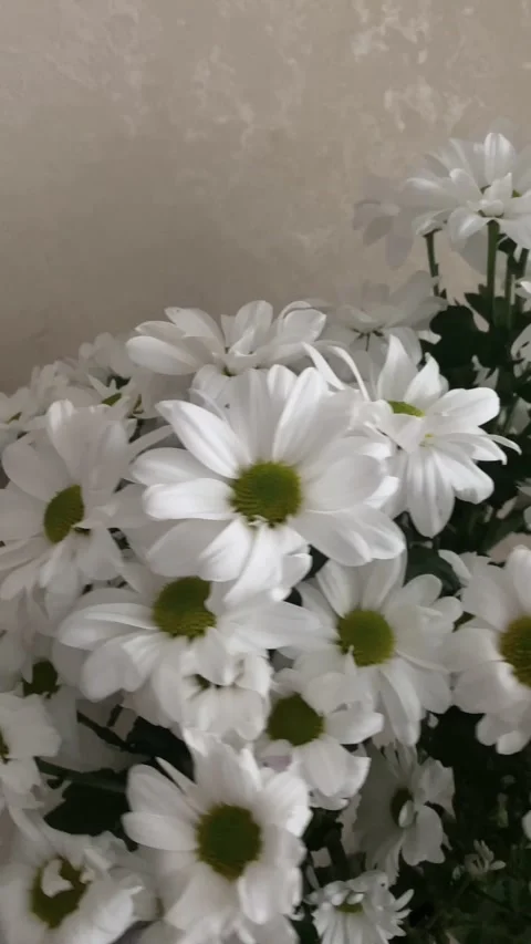 Bouquet of chamomiles close up Stock Footage 256289053