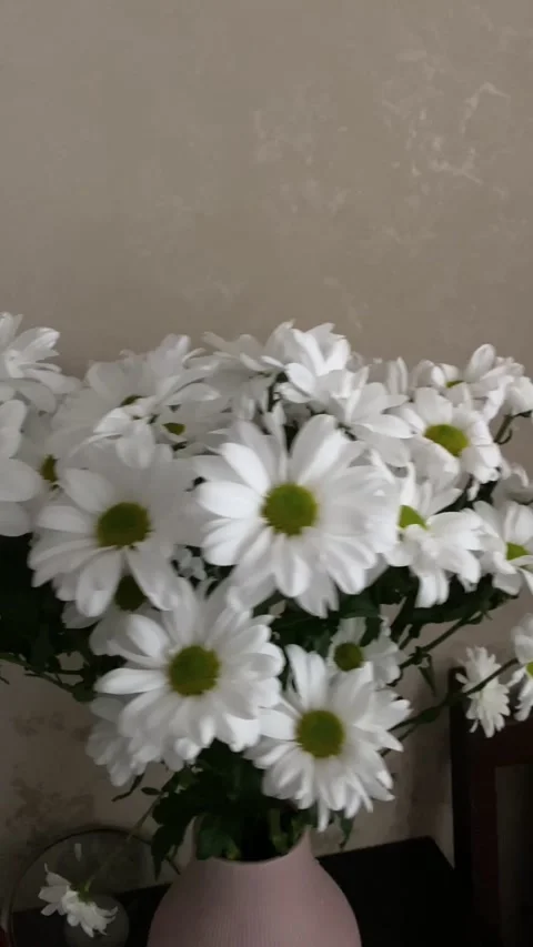 Bouquet of chamomiles close up Stock Footage 257066221