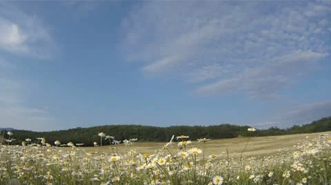 Bouquet of chamomiles Stock Footage