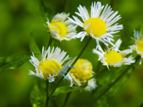 Bouquet of chamomiles Stock Photos