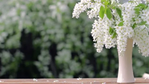Bouquet of cherry blossoms in a vase Stock Footage 150663034