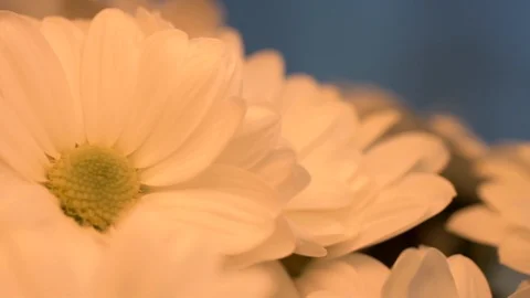 Bouquet of chrysanthemum chic Stock Footage 106483891