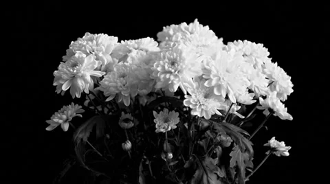 Bouquet of  chrysanthemums Video stock 34525552