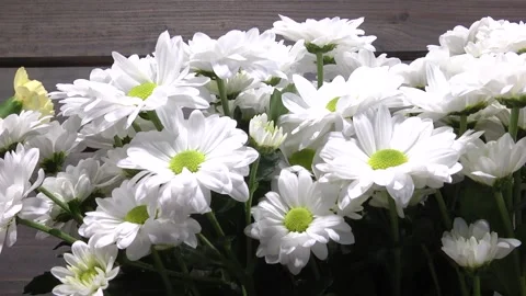 Bouquet of Chrysanthemums Video stock 105071753