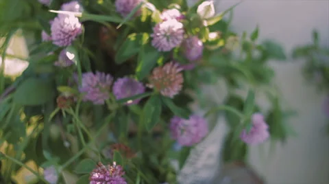 Bouquet of Clover Fluttering in the Wind Stock Footage 62402082