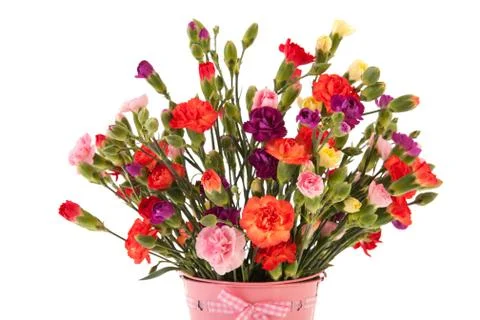 Bouquet colorful dianthus 스톡 사진