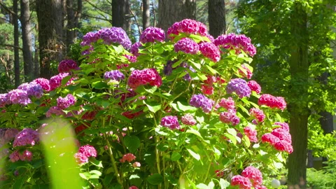 Bouquet of colorful hydrangeas Stock Footage 139769045