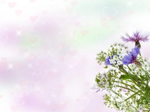 Bouquet of cornflowers. Stock Photos