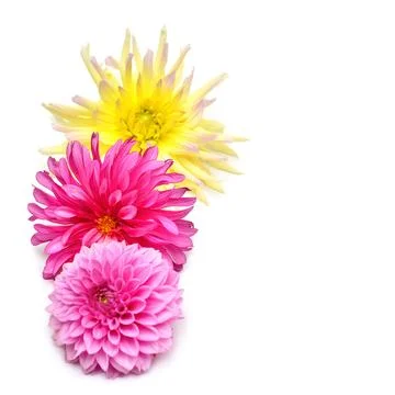 Bouquet of creative multi-colored flowers dahlia isolated on white backgrou.. Stock Photos
