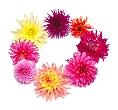 Bouquet of creative multi-colored flowers dahlia isolated on white backgrou.. Stock Photos