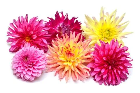 Bouquet of creative multi-colored flowers dahlia isolated on white backgrou.. Stock Photos