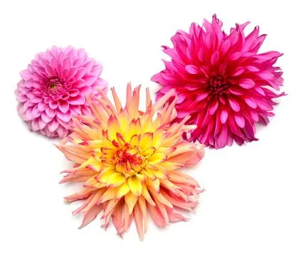 Bouquet of creative multi-colored flowers dahlia isolated on white backgrou.. Stock Photos