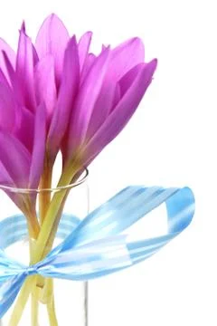 Bouquet of crocus Stock Photos