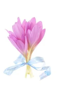 Bouquet of crocus Stock Photos