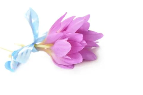 Bouquet of crocus Stock Photos