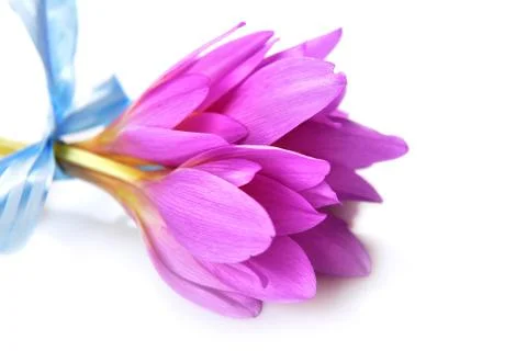 Bouquet of crocus Stock Photos