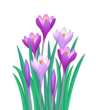 Bouquet of crocuses Stock-Illustration