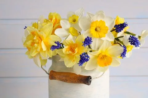 Bouquet of daffodils in close-up as a background. spring garden flowers. Stock-Fotos