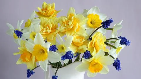 Bouquet of daffodils in close-up as a background. spring garden flowers. Foto stock