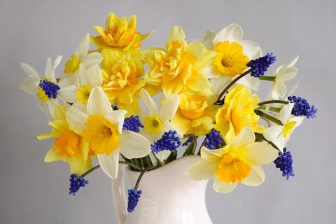 Bouquet of daffodils in close-up as a background. spring garden flowers. Stock Photos