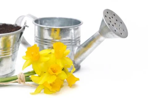Bouquet of daffodils Stock Photos