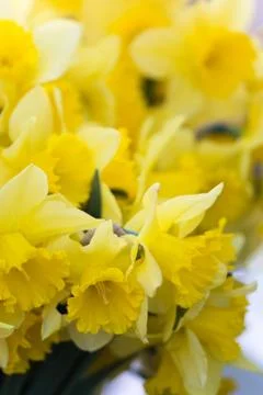 A bouquet of daffodils Stock Photos