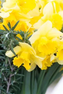 A bouquet of daffodils Foto stock