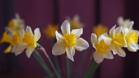Bouquet of daffodils in vase on table against burgundy background. 4k Stock Footage 170675330