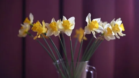 Bouquet of daffodils in vase on table against burgundy background. 4k Stock Footage 170675361