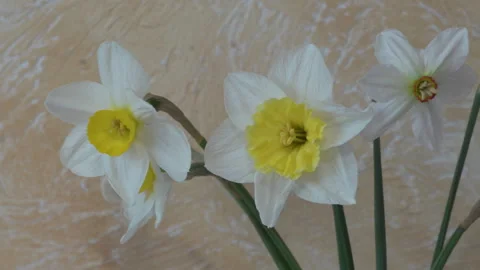Bouquet of daffodils on a wall background Stock Footage 311065158