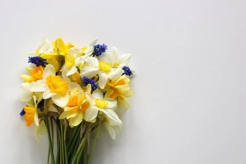 Bouquet of daffodils on white as a background. an empty space for your text. Foto stock
