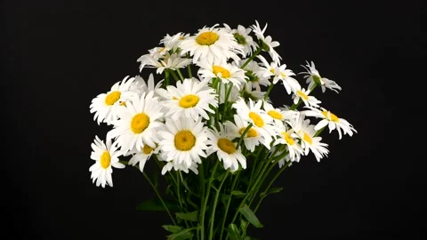 Bouquet of daisies on a black background. Loop motion. Side view. Rotation 360. Stock Footage 160497752